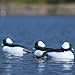Avery Outdoors Hunting Gear Over-Size Buffleheads (1/2 Dozen)