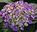 Cityline Rio Big Leaf Hydrangea - Proven Winners - Live Plant - Quart Pot
