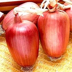 Large Italian Onion Ramata di Milano Rossa Around