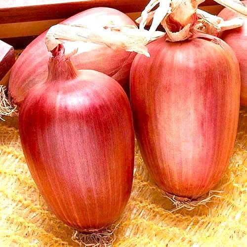 Large Italian Onion Ramata di Milano Rossa Around
