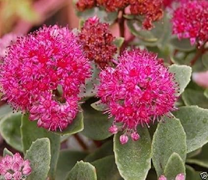Amazon Com Sedum Seeds Emperor S Waves 100 Seed Sedum Telephium Stonecrop Perennial Garden Outdoor