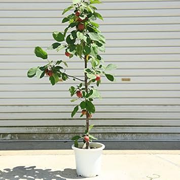 Amazon 庭木 植木 りんご バレリーナツリー メイポール ヤマト便大型商品 ちょうどよい大きさ 植木