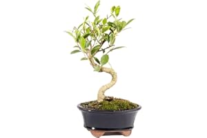 Brussel's Bonsai Live Golden Gate Ficus Indoor Bonsai Tree - Small, 4 Years, 5 to 8 In - Live Bonsai Tree in Ceramic Bonsai Pot