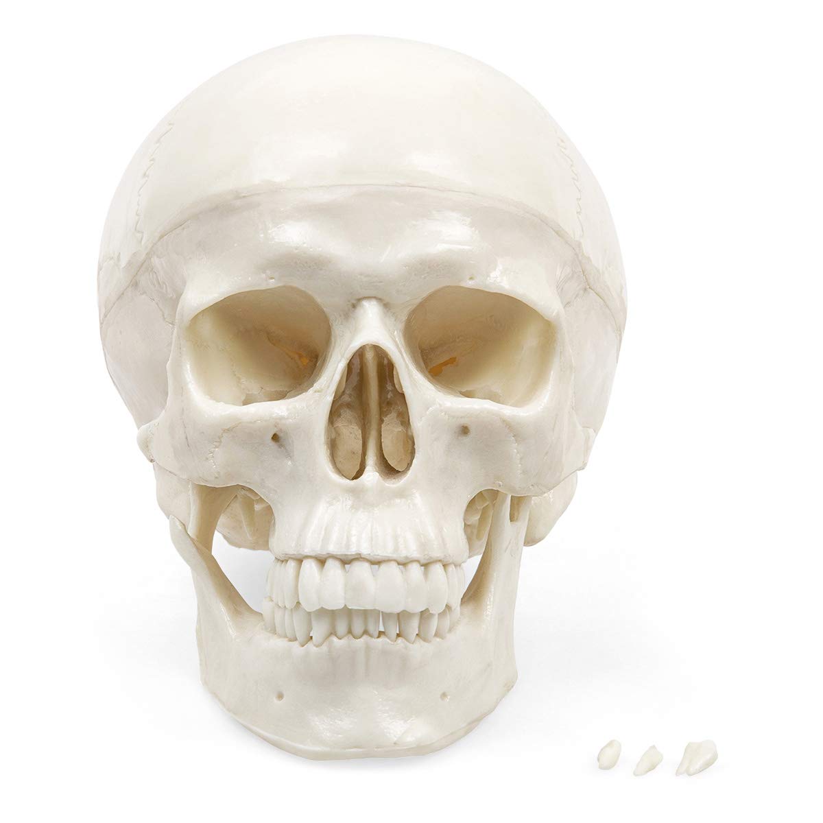 Elementary Anatomy Skull Model – Life-Size Human Skull, 3-Part | Removable Calvarium & Movable Jaw | Realistic Sutures, Foramina & Fissures | Durable PVC