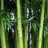 SAFLAX - Kalkuttabambus - Dendrocalamus Strictus -  Produktbild-Vorschau 12