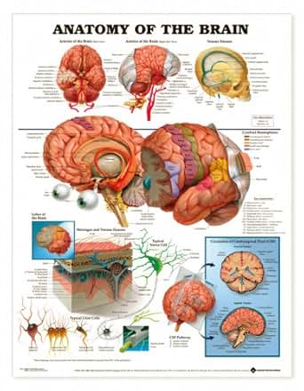 anatomical anatomy brain chart unmounted