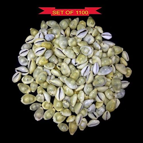 Desi Global E-Mart Yellow Kawdi / Kaudi- great significance in the worship of Goddess Laxmi Lot Of 1100