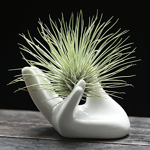 Dahey Air Plant Pot Ceramic Tillandsia holder, Hand