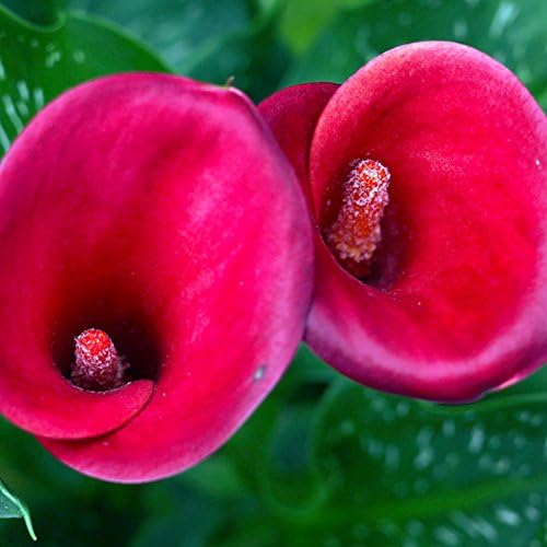 Jiacheng29 100Pcs Zantedeschia Calla Lily Seeds Bonsai Potted Planting Garden Flowers Decor