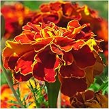 Package of 500 Seeds, French Marigold Sparky Mixture (Tagetes patula) Non-GMO Seeds By Seed Needs