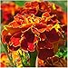 200 Flower Seeds, French Marigold "Sparky Mixture" (Tagetes patula) Packaged By Seed Needs