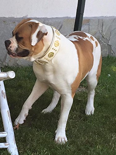 Bestia Maximus Hundehalsband Aus Echtleder – Für Große Rassen, 6,4 Cm Breit, Gepolstert, Handgefertigt