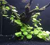 Brazilian Pennywort Bunch - Easy Freshwater Aquarium Live Plant