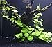 Brazilian Pennywort Bunch - Easy Freshwater Aquarium Live Plant