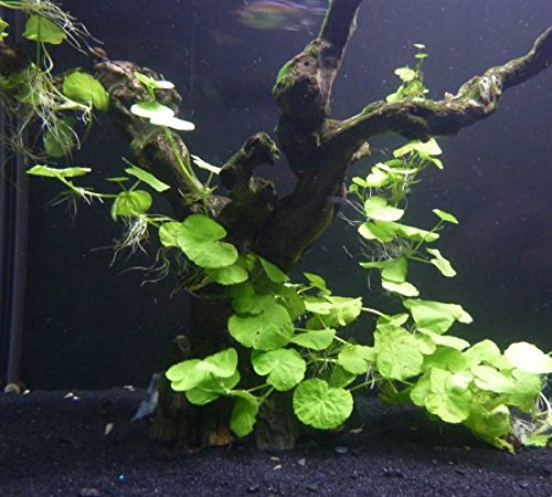 Brazilian Pennywort Bunch - Easy Freshwater Aquarium Live Plant