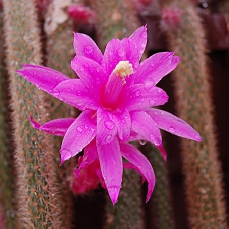 Jardin Fleurs Aporocactus Flagelliformis Discocactus Flagelliformis Queue De Rat Superbe Cactus Fleurs Roses 5 Graines Jardin Fleurs Aporocactus Flagelliformis Discocactus Flagelliformis Queue De Rat Superbe Cactus Fleurs Roses 5 Graines