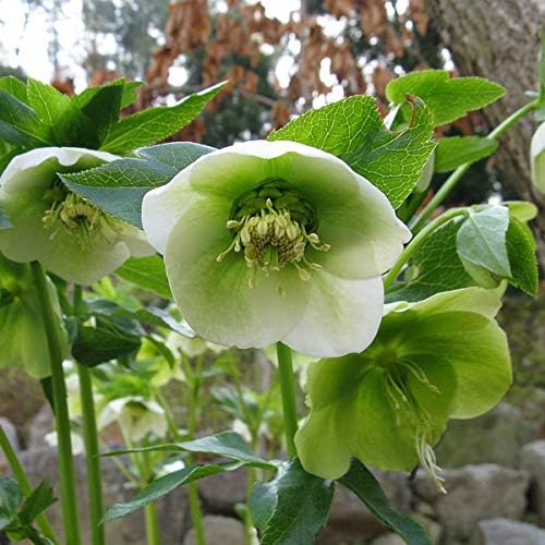 6 X Helleborus Orientalis Hellebore Pot 9 Cm X9 Cm Amazon Co Uk Garden Outdoors