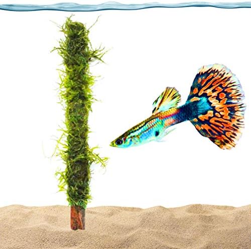 Luffy Moss Bamboo Stick, 7-inches, All-Natural, Beautiful Aquatic Decor Safe for Freshwater Fish Tanks, Fun and Playful Aquarium Toy for Betta, Tetra, Gourami and Shrimp