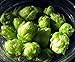 Centennial Beer Hops Vine - Humulus - Grow your own Beer - 2.5