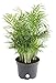 Costa Farms Chamaedorea Elegans Neathebella Palm Live Indoor Plant, 14-Inch primary