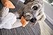 goDog Checkers Fat Rooster Squeaky Plush Dog Toy, Chew Guard Technology - White, Small