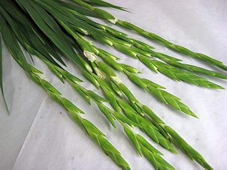 Amazon グラジオラス 生花 切り花 グランプリ Wなど5本 切り花 オンライン通販