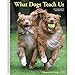 What Dogs Teach Us 2020 Engagement Calendar by