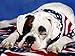 USA Dog Bandana - American Flag Bandana for Dogs 22 X 22 Inches US Colors 100% Cotton