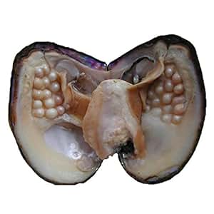 Amazon.com: Cultured Freshwater Pearl Oysters with Pearls Inside Gift