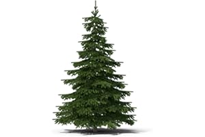 CZ GRAIN 50 Balsam Fir Tree Seeds (Abies balsamea)