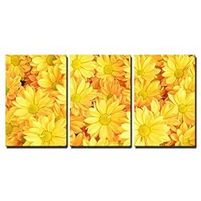 Yellow Chrysanthemum Flowers Background x3 Panels