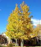 50 Quaking Aspen Tree Seeds, Populus Tremuloides by Seeds and Things NOTE: SEEDS ARE VERY SMALL