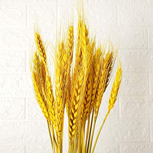 Beau Jour Natural Dried Wheat Sheaves 100 Stems for Autumn Arrangements DIY Home Decor (Gold)