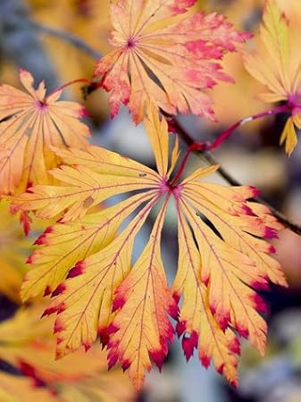 Amazon Com Green Cascade Japanese Maple 3 Year Graft Maple Trees Garden Outdoor