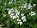 French Vanilla Scented Geranium Live Plant