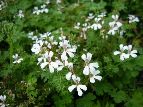 French Vanilla Scented Geranium Live Plant French Vanilla Scented Geranium Live Plant