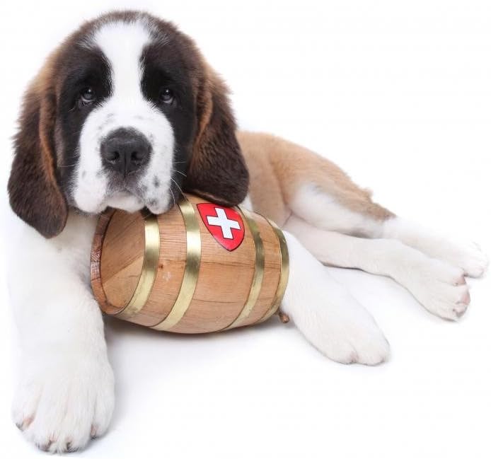 st bernard puppies rescued