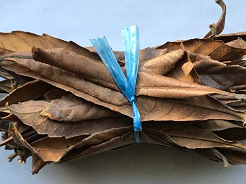 RubyShop724 20 Pcs Organic Garden Loquat Dried or Fresh Leaves