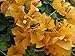 New and Healthy 1 PCS Bougainvillea ' Rainbow Gold ' Starter Plant