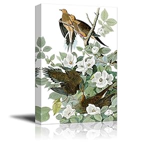Beautiful Illustration of a Mourning Dove by John James Audubon - Canvas Art Home Art - 12x18 inches