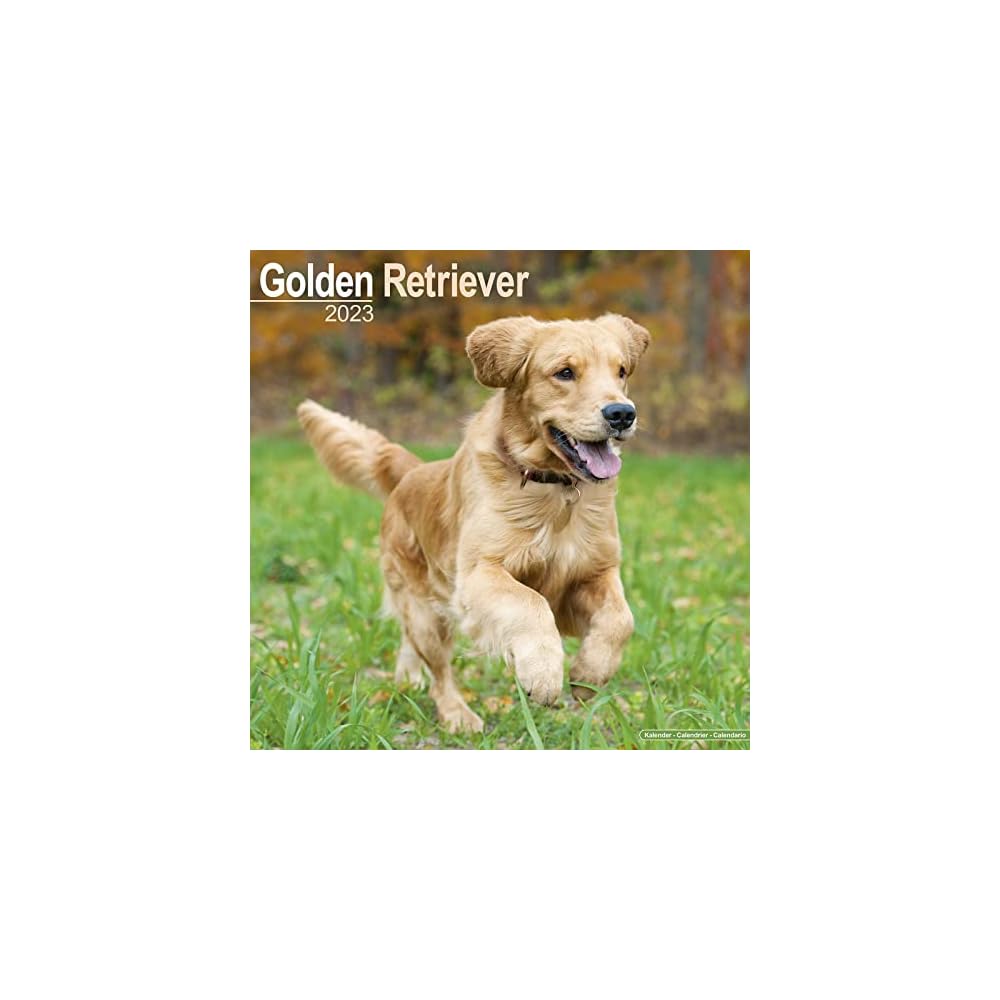 Buy Golden Retriever Calendar Dog Breed Calendars 2022 2023 Wall buy-golden-retriever-calendar-dog-breed-calendars-2022-2023-wall