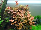 Ludwigia Repens 'Ovalis' - Live Aquarium Plants Freshwater Decorations BUY2GET1FREE