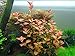 Ludwigia Repens 'Ovalis' - Live Aquarium Plants Freshwater Decorations BUY2GET1FREE