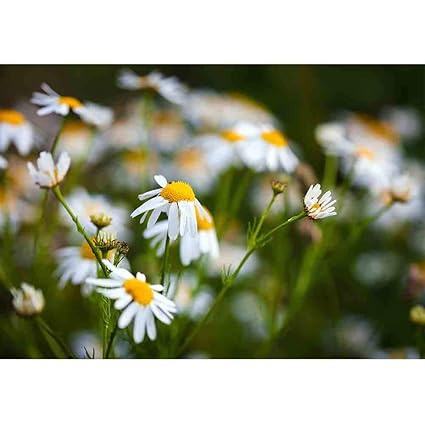 Daisy Field Images Stock Photos Vectors Shutterstock