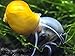 3 Golden Mystery Snails (Algae Eaters - young adult 1/2 to 2+ inch) by Aquatic Arts