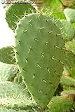 Prickly Pear Cactus - Opuntia - Great Houseplant - Easy