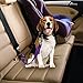 YuCool Dog Seat Belt,4 Piece Set Dog Car Adjustable Seatbelts for Vehicle Nylon Pet Safety Heavy Duty & Elastic Car Harness for Dogs