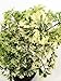 Snowflake Ming Aralia Bonsai Tree - Polyscias fruticosa - Indoor - 4