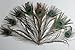 KAYSO Peacock Feathers, 10-inch - 12-inch, 50 Pieces