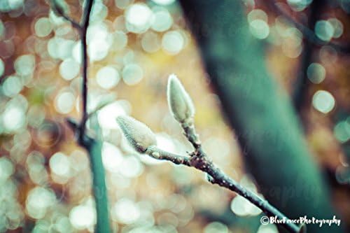 Autumn Willow, Art Photography, Autumn In New York, Red Leaves, Fall Foliage Wall art. Sizes Available from 5x7 to 20x30.